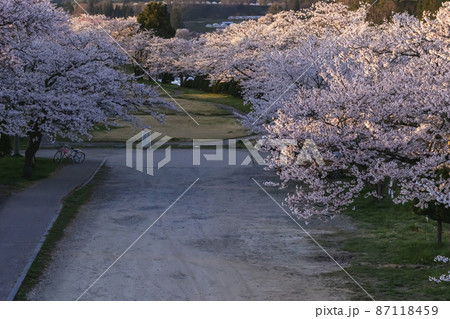 210410宮川緑地公園桜126 87118459