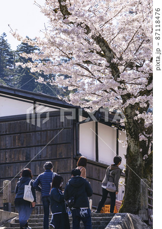 210410中橋桜120 210410中橋桜120 87118476