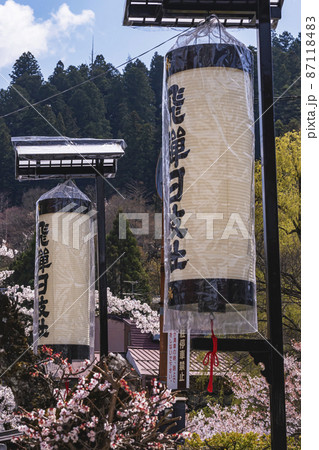 210409中橋桜274 210409中橋桜274 87118483