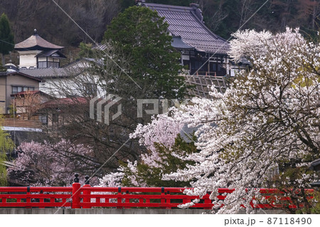 210409中橋桜103 87118490
