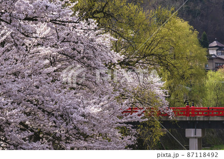 210409中橋桜055 210409中橋桜055 87118492