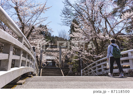 210405護国神社桜108 210405護国神社桜108 87118500