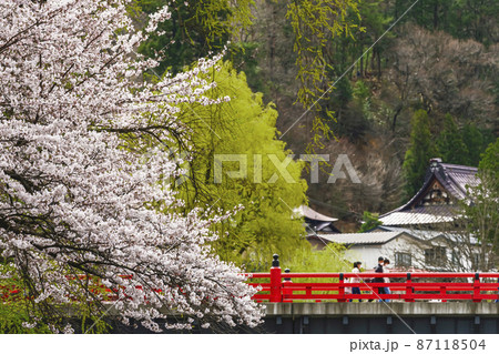 210405中橋桜322 210405中橋桜322 87118504
