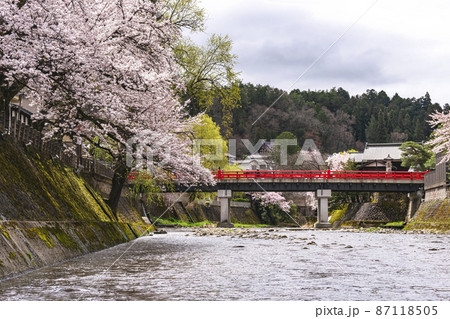 210405中橋桜318 210405中橋桜318 87118505