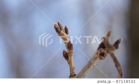 ソメイヨシノの蕾 87118532