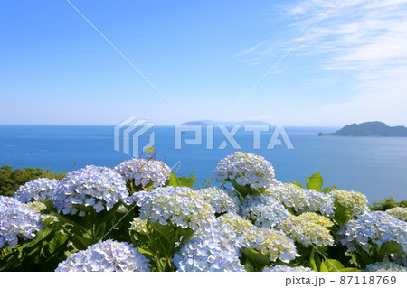 海沿いのアジサイ 87118769