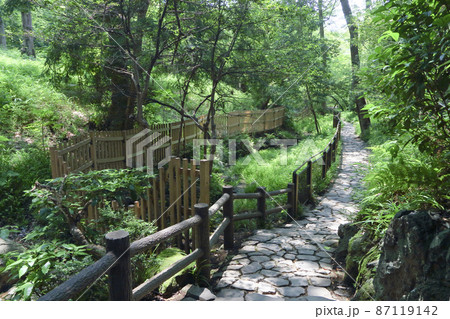 有栖川宮記念公園の緑3 87119142