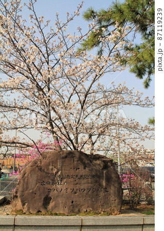廣田神社のコバノミツバツツジ群落 87119239
