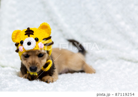 寅の被り物をした仔犬 カニンヘンダックスフンド 寅の被り物をした仔犬 カニンヘンダックスフンド 87119254