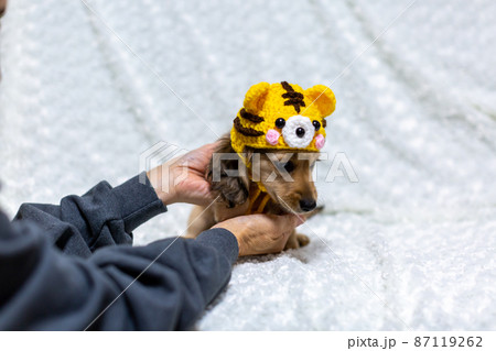 寅の被り物をした仔犬　カニンヘンダックスフンド 87119262