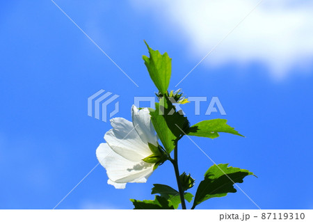大輪で華やかな白色のムクゲの花 大輪で華やかな白色のムクゲの花 87119310
