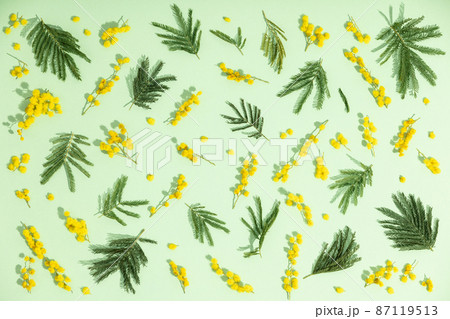 Flowers composition. Yellow mimosa flower and leaves on green background. Spring concept. Flat lay, top view Flowers composition. Yellow mimosa flower and leaves on green background. Spring concept. Flat lay, top view 87119513