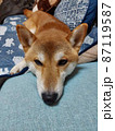 ソファ－で寝る柴犬 87119587