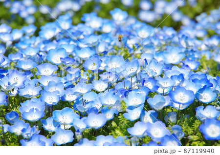 満開のネモフィラと蜜蜂 87119940