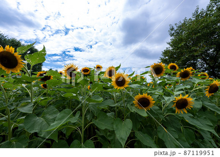 大宮第三公園（さいたま市） 87119951