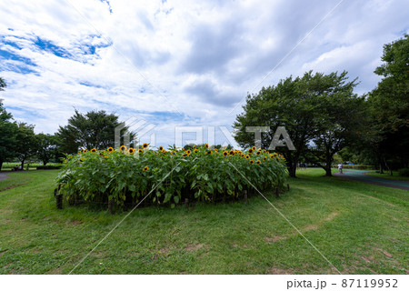 大宮第三公園（さいたま市） 87119952