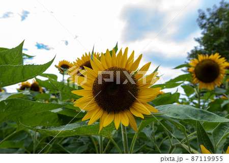 大宮第三公園（さいたま市） 87119955