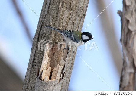 シジュウカラ　四十雀　しじゅうから　北海道野鳥 87120250
