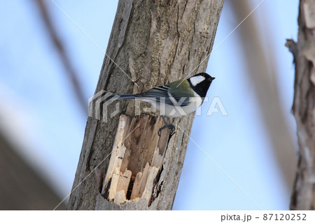シジュウカラ　四十雀　しじゅうから　北海道野鳥 87120252