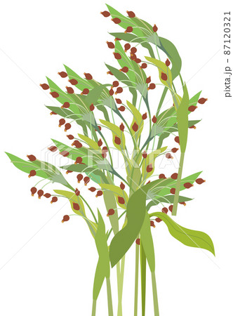 ハトムギ 87120321