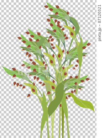 ハトムギ 87120321