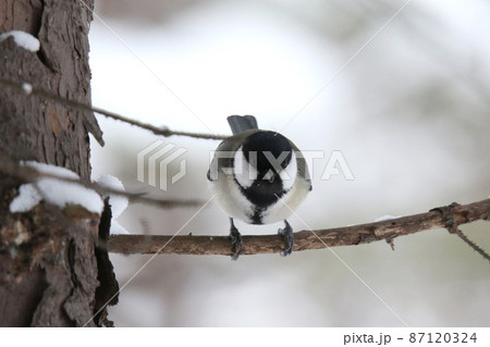 シジュウカラ 四十雀 しじゅうから 北海道野鳥 シジュウカラ 四十雀 しじゅうから 北海道野鳥 87120324