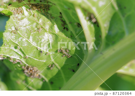 野菜に群がる虫(アブラムシ ハクサイの葉) 野菜に群がる虫(アブラムシ ハクサイの葉) 87120364