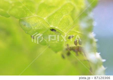 野菜に群がる虫（アブラムシ　ハクサイの葉） 87120366