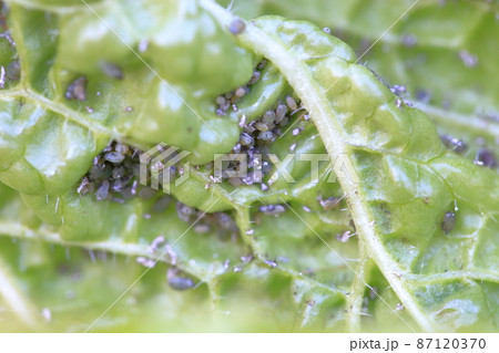 野菜に群がる虫（アブラムシ　ハクサイの葉） 87120370
