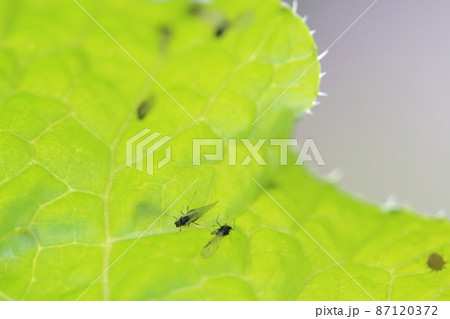 野菜に群がる虫（アブラムシ　ハクサイの葉） 87120372