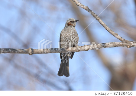 ヒヨドリ 北海道野鳥 ヒヨドリ 北海道野鳥 87120410
