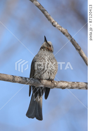 ヒヨドリ 北海道野鳥 ヒヨドリ 北海道野鳥 87120413
