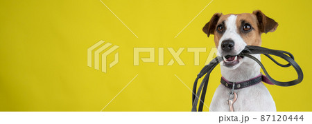 The dog is holding a leash on a yellow background. Jack Russell Terrier calls the owner for a walk. 87120444