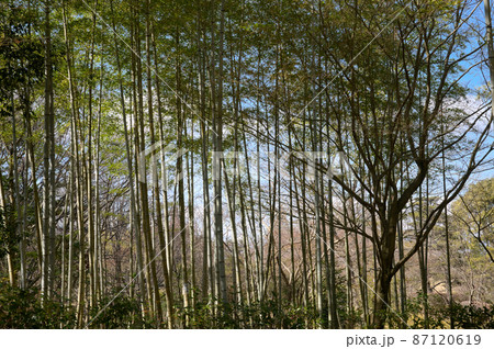 庭園内の竹林 庭園内の竹林 87120619