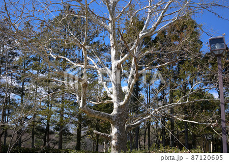 公園の木々と冬の青空 公園の木々と冬の青空 87120695