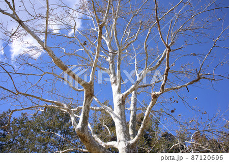公園の木々と冬の青空 公園の木々と冬の青空 87120696