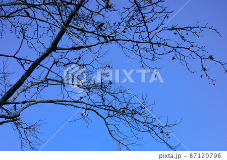 冬空と枝 冬空と枝 87120796
