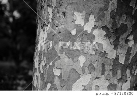 プラタナスの木肌 プラタナスの木肌 87120800