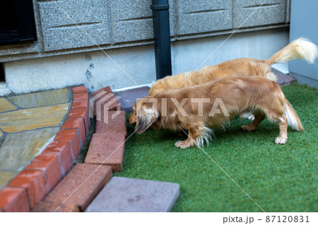 カニンヘンダックスフンド 87120831