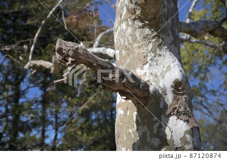 力強い枝 力強い枝 87120874