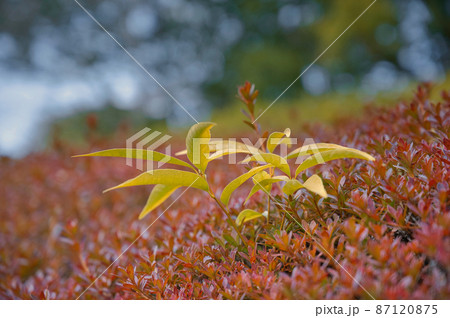 ベニカナメモチの生け垣 ベニカナメモチの生け垣 87120875