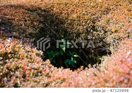 ベニカナメモチの生け垣 ベニカナメモチの生け垣 87120898