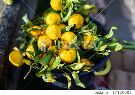 庭の柚 花柚 庭の柚 花柚 87120905