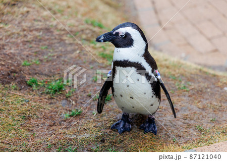 ケープペンギン ケープペンギン 87121040