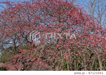 信州武石余里一里花桃の里(長野県上田市武石村)白やピンクの花桃に包まれ、まるで桃源郷の里 信州武石余里一里花桃の里(長野県上田市武石村)白やピンクの花桃に包まれ、まるで桃源郷の里 87121041