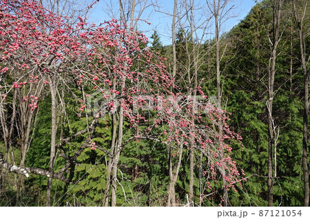信州武石余里一里花桃の里（長野県上田市武石村）白やピンクの花桃に包まれ、まるで桃源郷の里 87121054