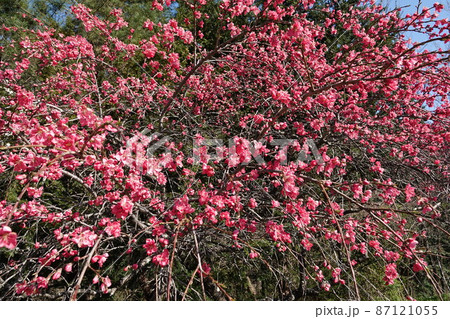 信州武石余里一里花桃の里(長野県上田市武石村)白やピンクの花桃に包まれ、まるで桃源郷の里 信州武石余里一里花桃の里(長野県上田市武石村)白やピンクの花桃に包まれ、まるで桃源郷の里 87121055