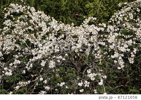 信州武石余里一里花桃の里（長野県上田市武石村）白やピンクの花桃に包まれ、まるで桃源郷の里 87121056