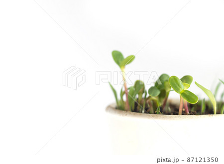 Young green seedling growing in pot on white background Young green seedling growing in pot on white background 87121350