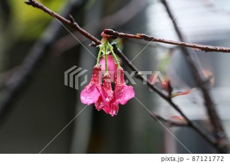 桜 さくら サクラ 87121772
